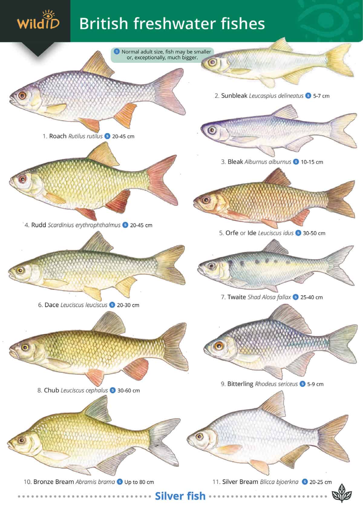 Guide To British Freshwater Fishes - Paul Croft