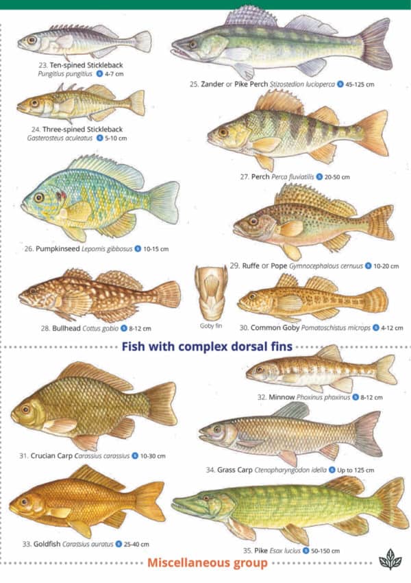 Fish guide – Field Studies Council