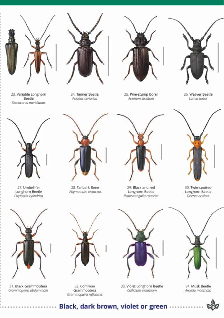 Longhorn beetles guide – Field Studies Council