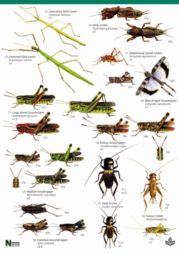 Grasshoppers guide – Field Studies Council