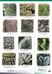 Churchyard lichens guide – Field Studies Council