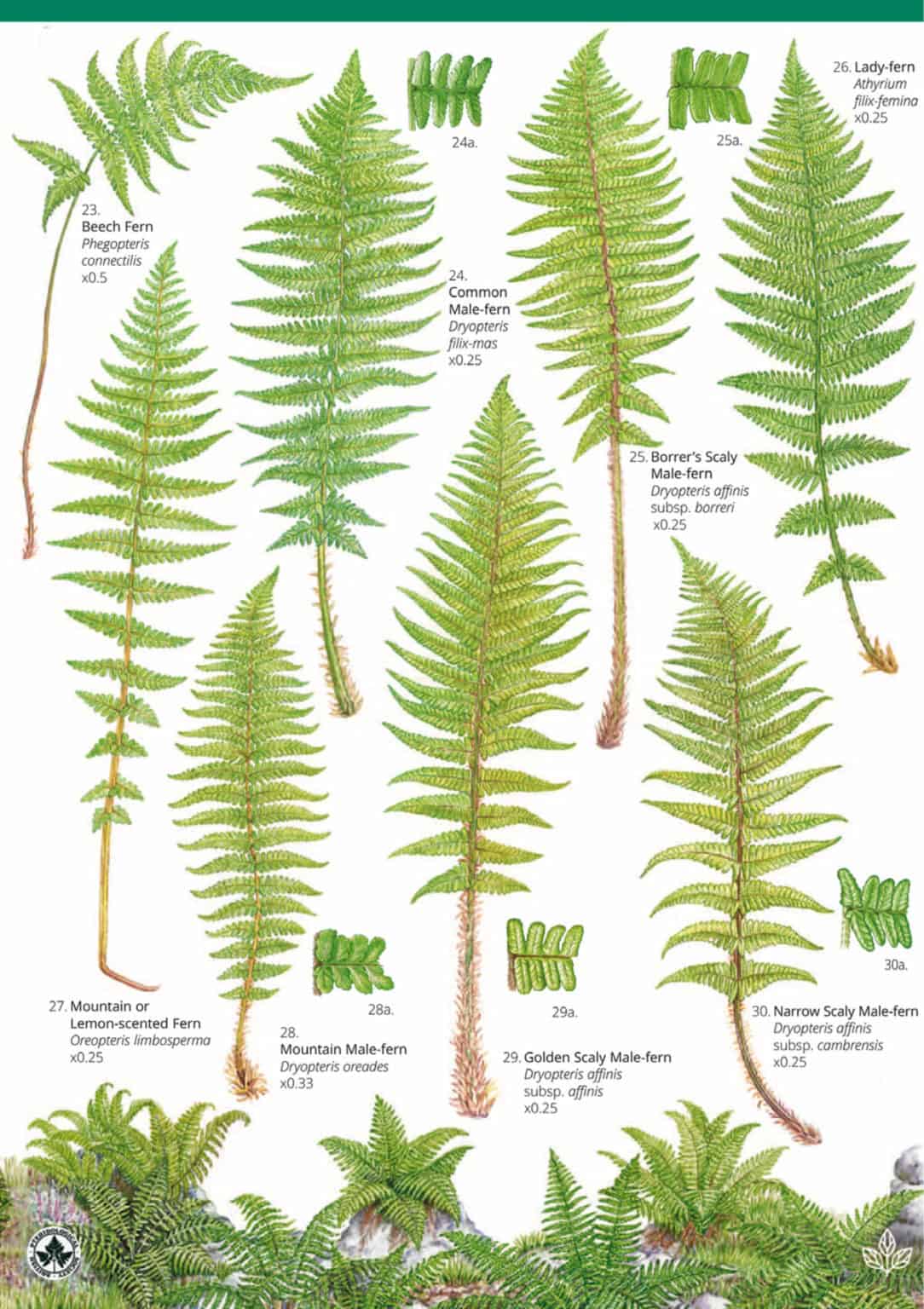 Ferns guide – Field Studies Council