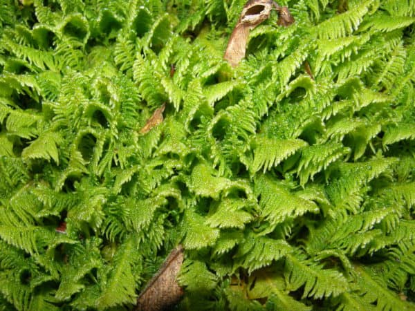 Discovering Bryophytes - Online Course | Field Studies Council