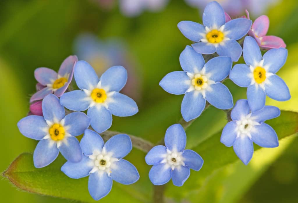 How To Use A Botanical Key To Identify Wildflowers – Field Studies Council