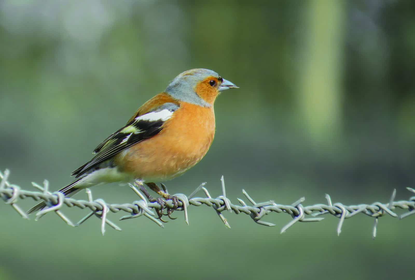 The Mysteries Of Bird Migration Field Studies Council