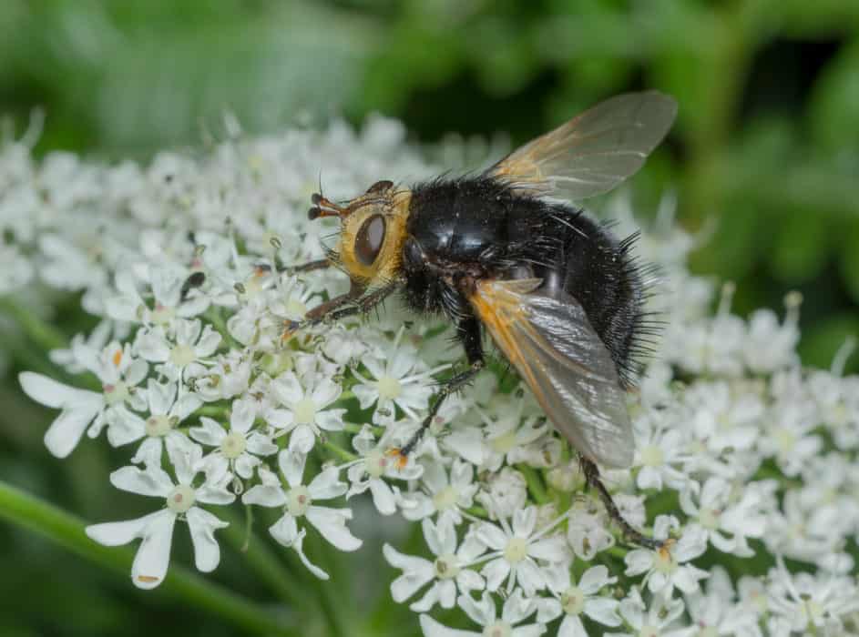 True Flies – Field Studies Council