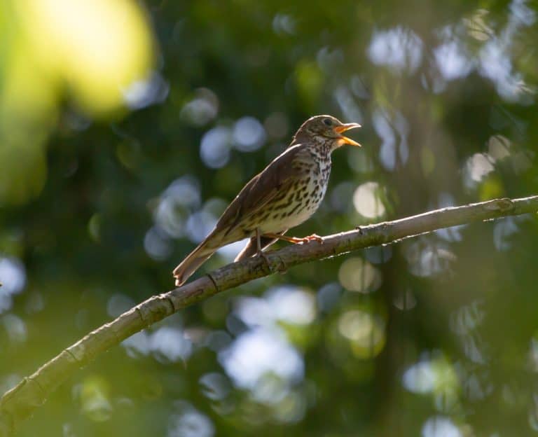 bird-songs-and-calls-field-studies-council