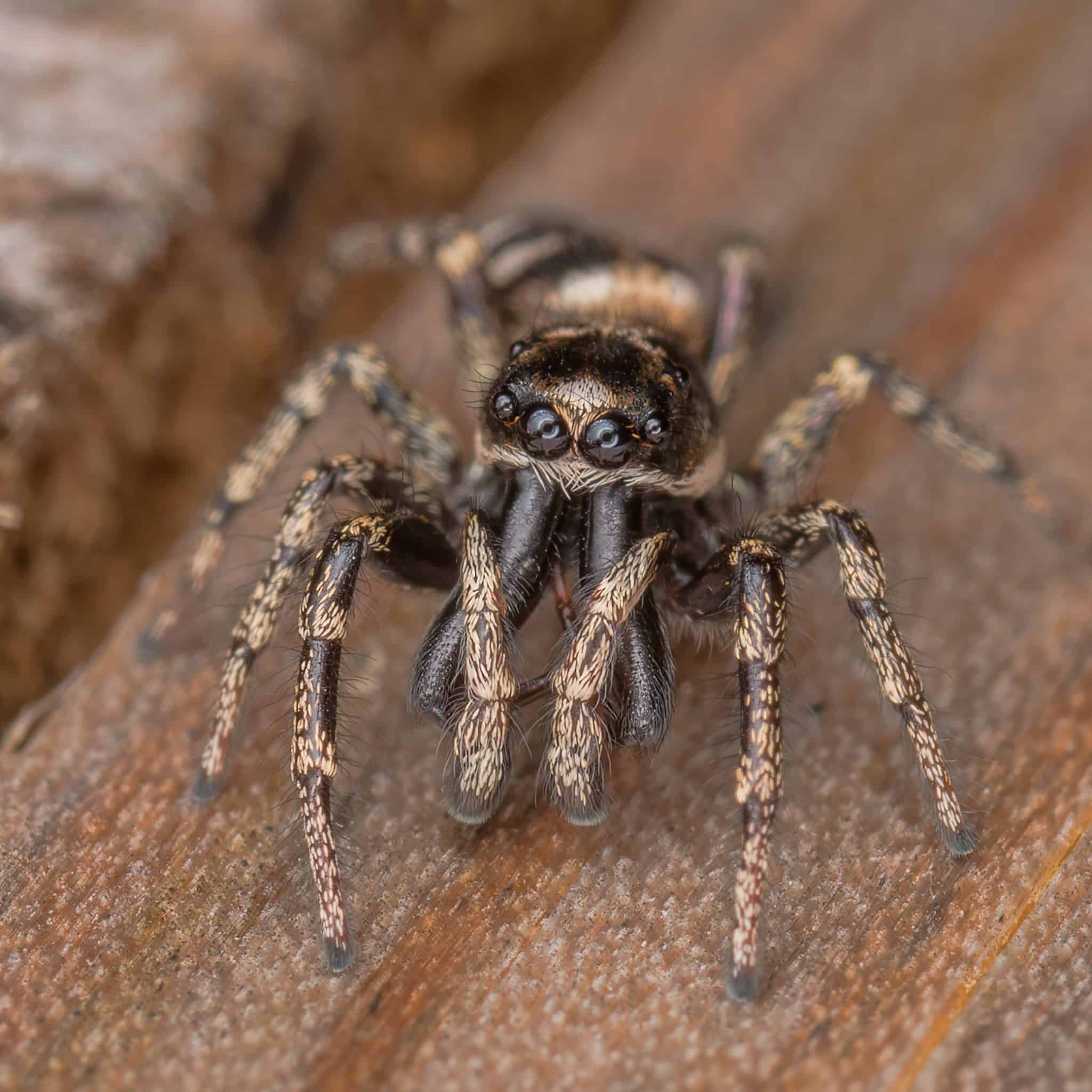 Introduction To Spider Identification - Online – Field Studies Council