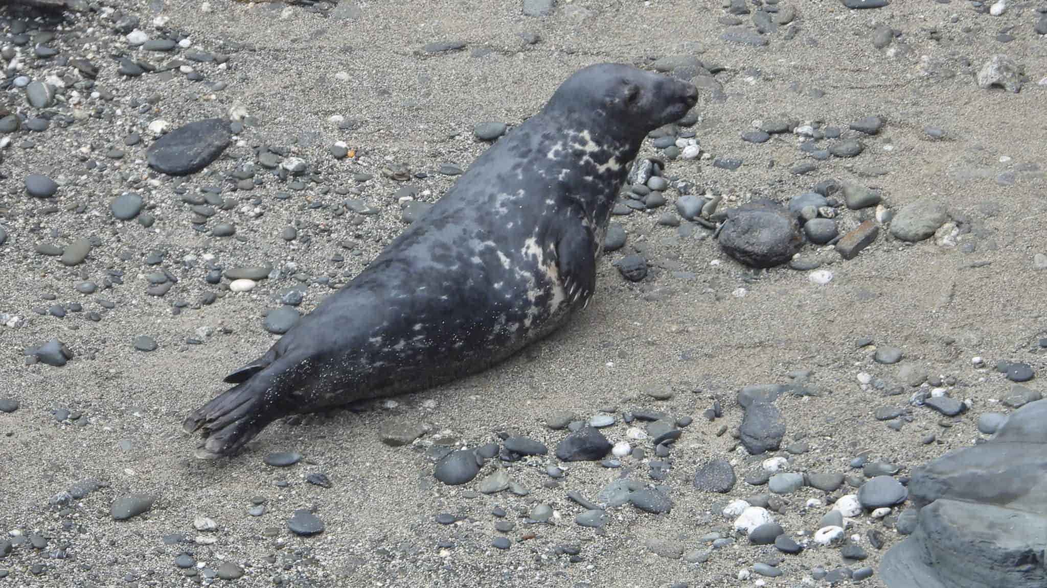 Discovering UK Seals: Identification, Ecology And Conservation - Online ...