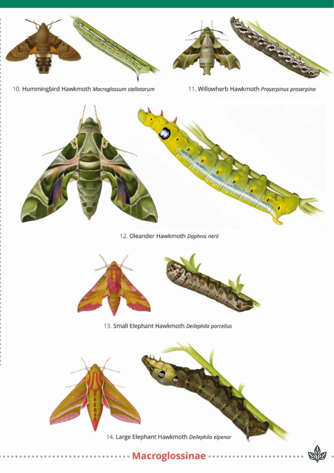 Identification Types Of Chrysalis | lupon.gov.ph