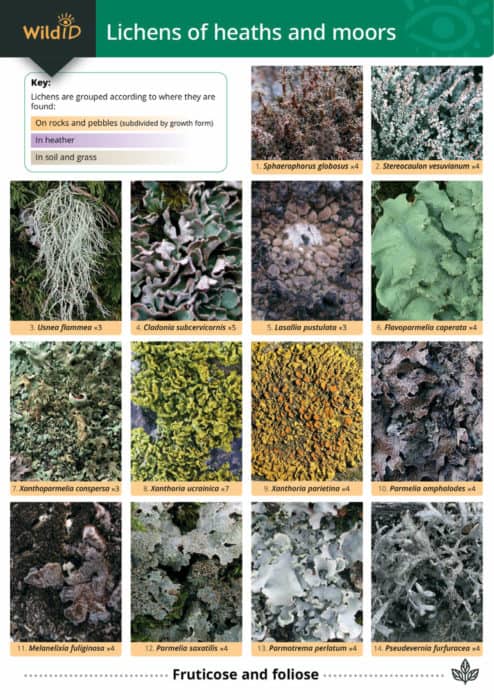 Lichens of heaths and moors guide – Field Studies Council