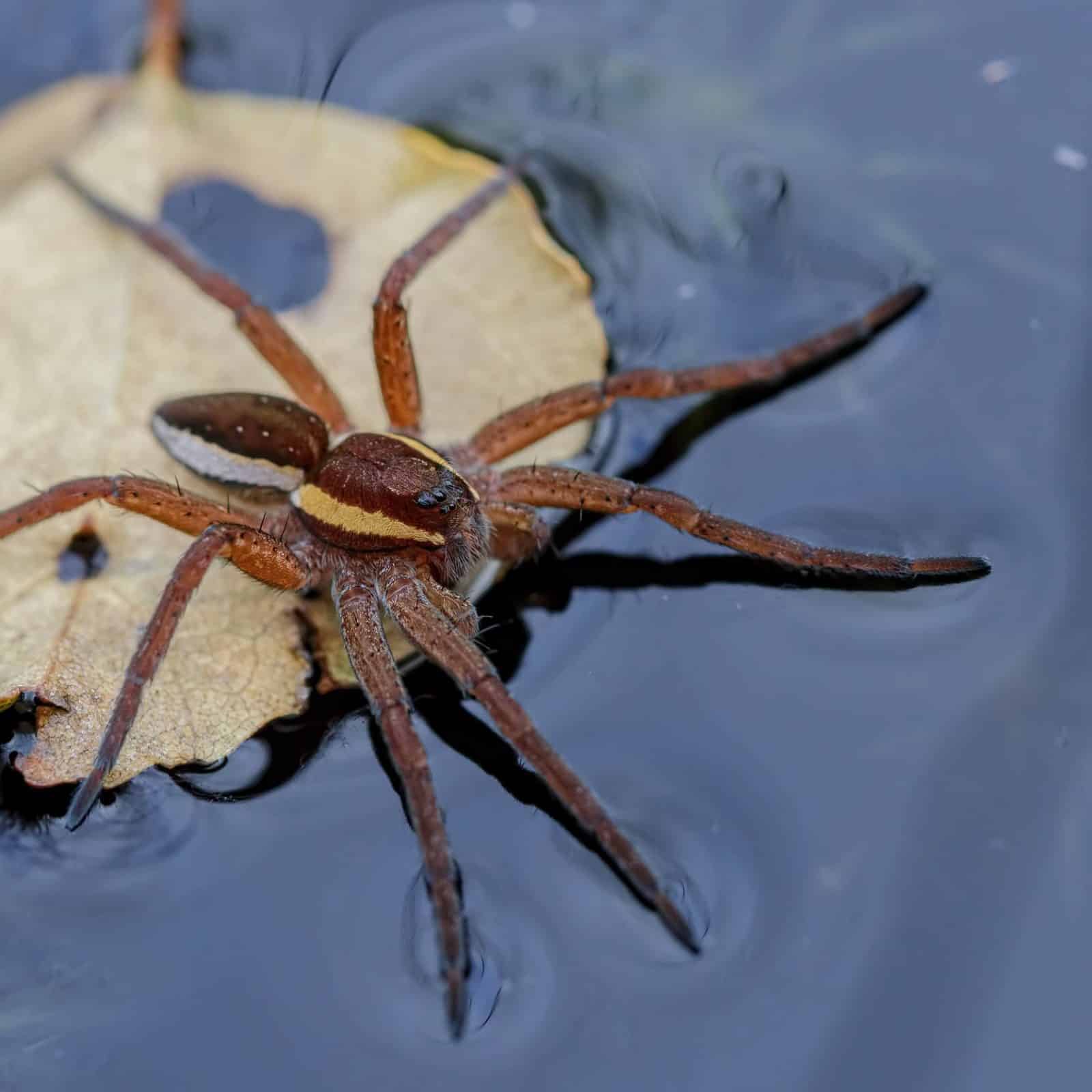 Discovering Spiders - Online – Field Studies Council