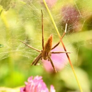 Introduction To Spider Identification - Online – Field Studies Council