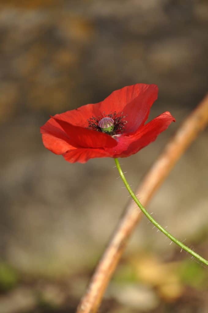 Wildflowers And Ferns Of Limestone Woodland – Field Studies Council