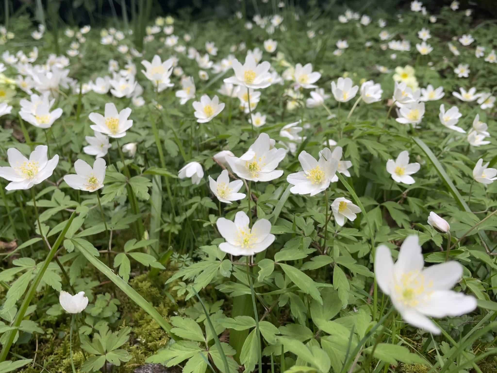 identifying-wildflower-families-online-field-studies-council