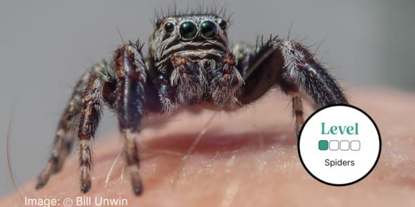 Spiders Can Teach Us About Mobility — Nature Comes Standard LLC