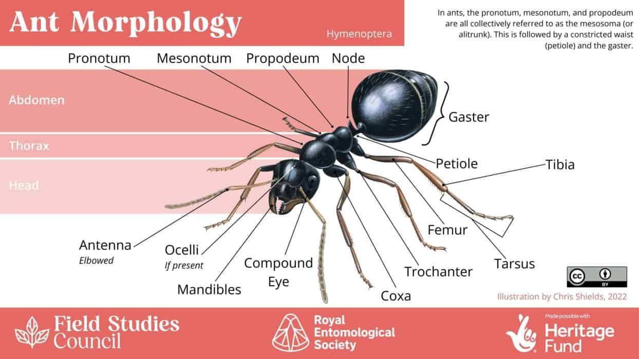 Bee, Beetle, Or Bug? An Introduction To Insect Morphology – Field ...