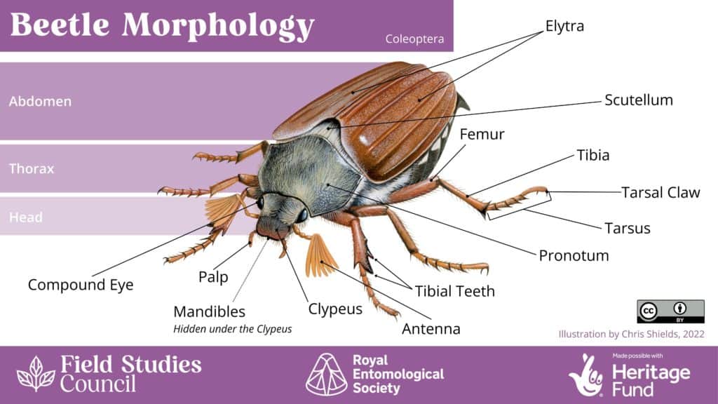 Bee, beetle, or bug? An introduction to insect morphology – Field Studies  Council