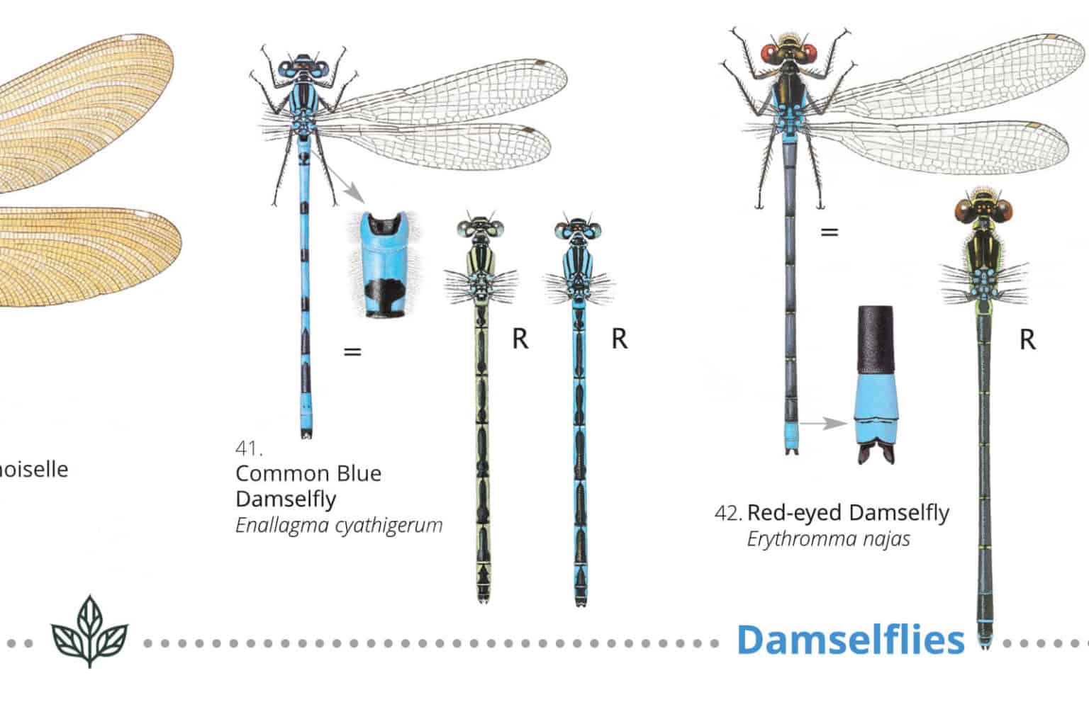 Dragonflies: A New WildID Guide – Field Studies Council