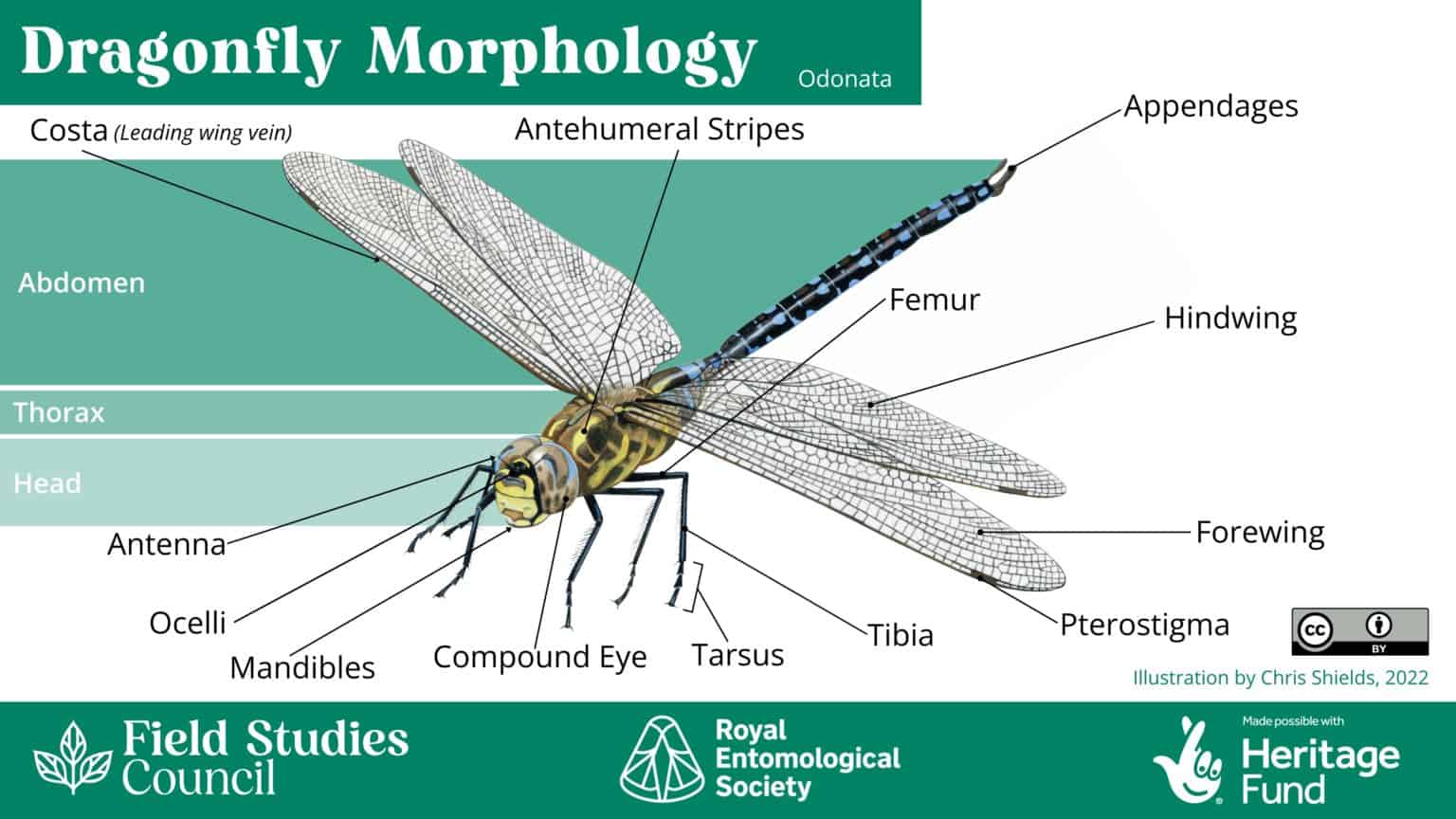 Bee, Beetle, Or Bug? An Introduction To Insect Morphology – Field 