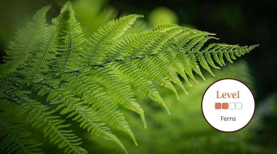 Fern Identification – Field Studies Council