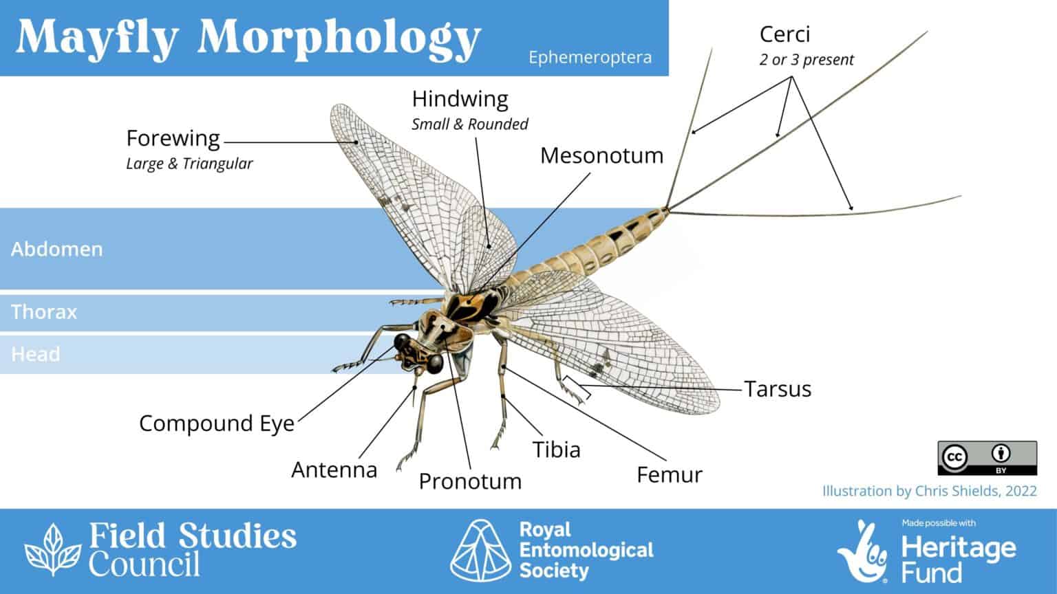 Bee, beetle, or bug? An introduction to insect morphology – Field ...