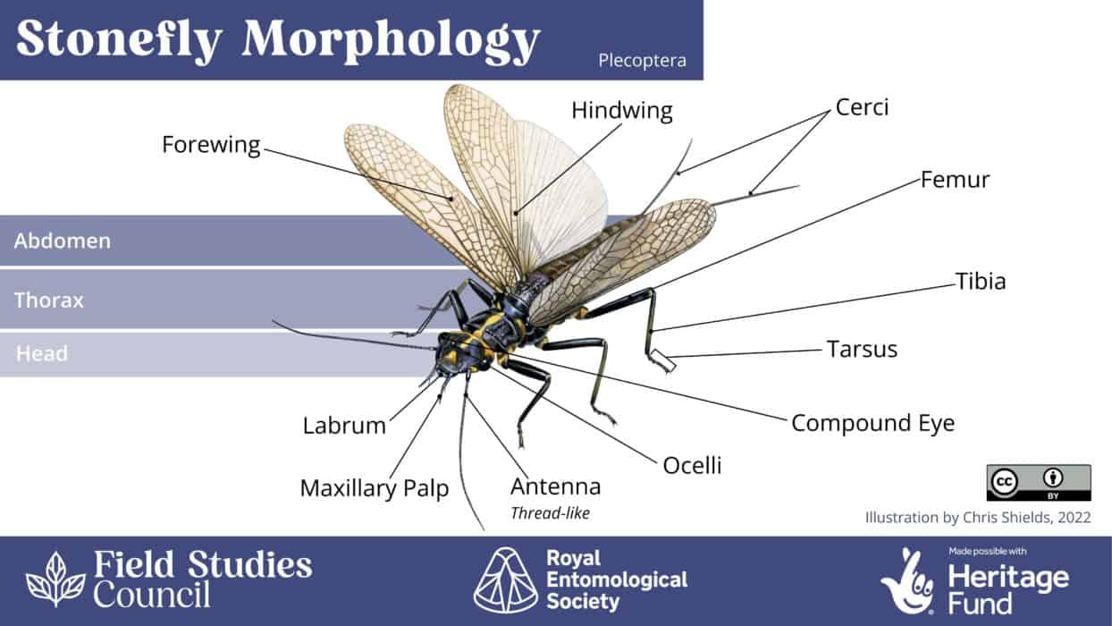 Bee, beetle, or bug? An introduction to insect morphology – Field ...