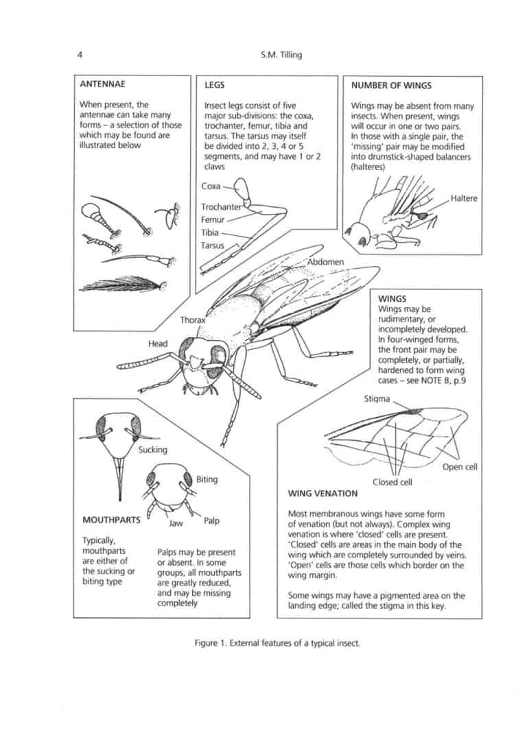 Terretrial Invertebrates AIDGAP | Identification Key | Field Studies ...