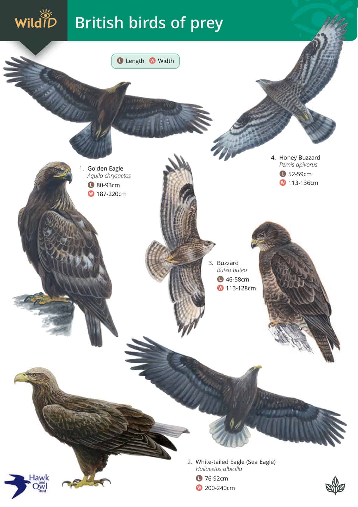 British Birds Of Prey, Identification Guides