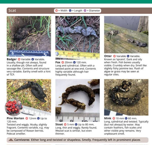 Mammal tracks and signs: A new WildID guide – Field Studies Council