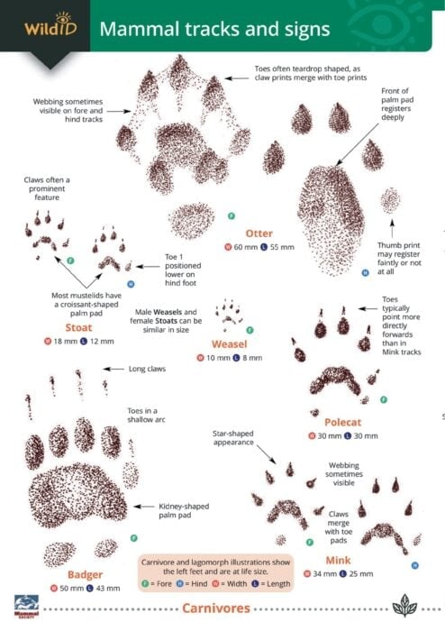 Mammal tracks and signs guide