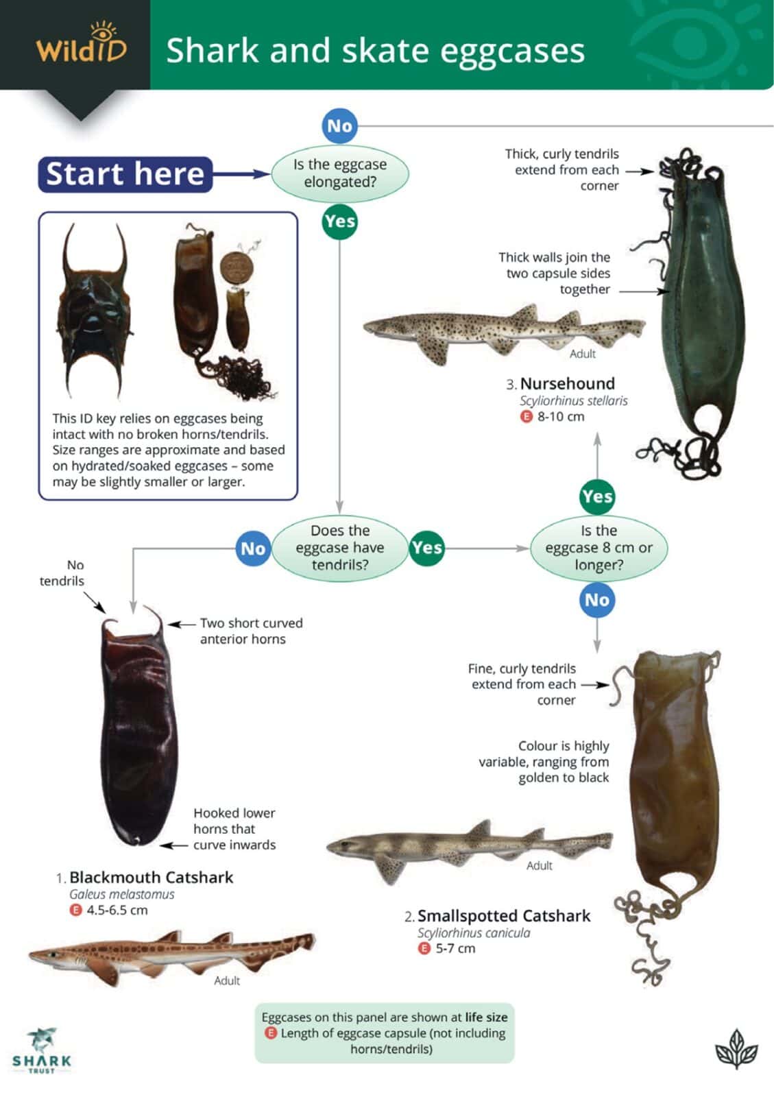 Identifying Shark and Ray Eggcases - Marine Dimensions