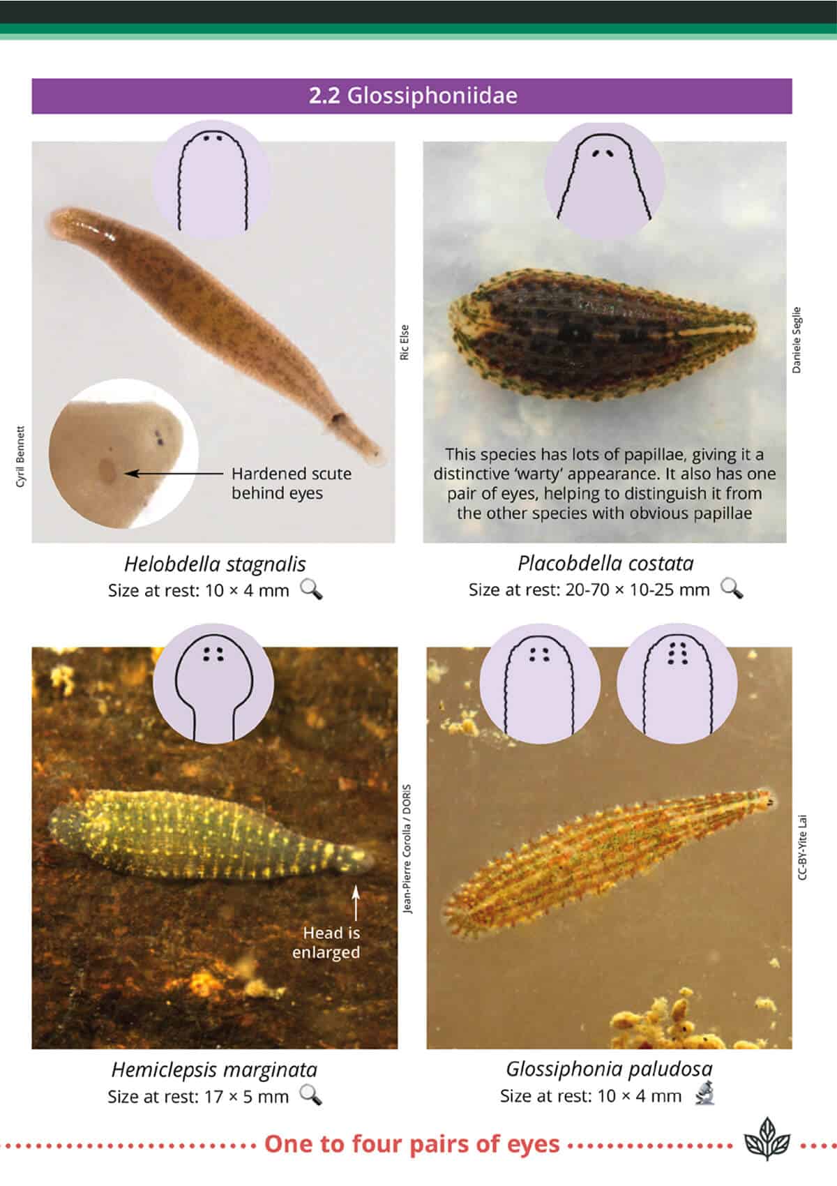 Freshwater leeches | AIDGAP | Field Studies Council