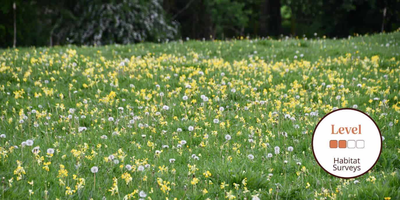 Habitat Surveying: Lowland Priority Open Habitats – Field Studies Council