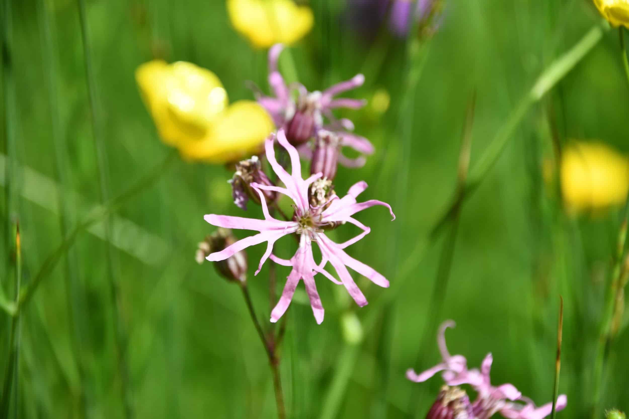 Wildflowers and woodland: charities team up to deliver natural history ...