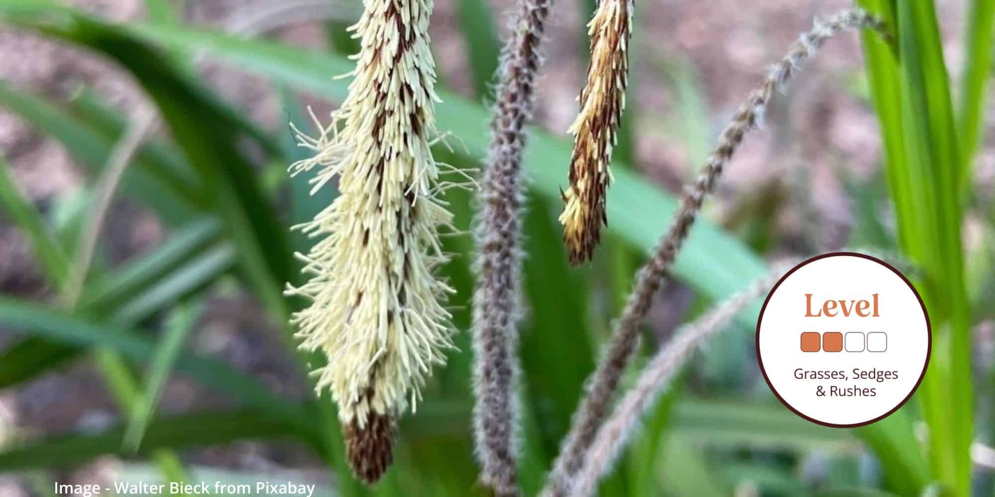 Grasses, Sedges, and Rushes: Identifying Common Species – Field Studies ...